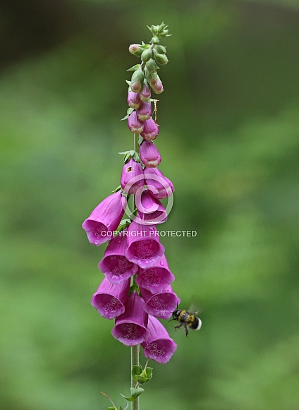 Foxgloves