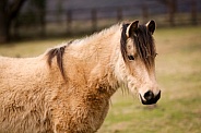 Buckskin Pony Mare