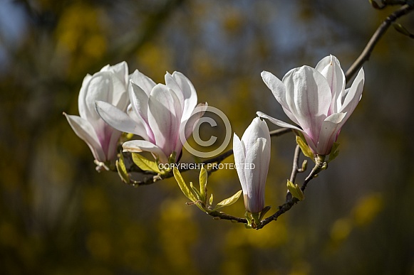 Magnolia Magnolia