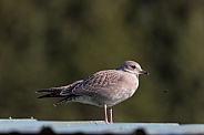 A Young Common or Mew Gull in Alaska