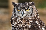 African Spotted Eagle Owl Face Shot