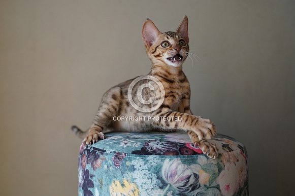 Savannah Cat