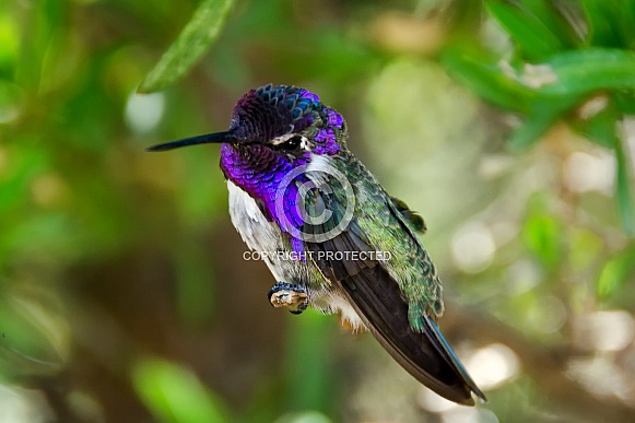Hummingbird - Costa's Beauty