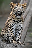 Sri Lanka Leopard
