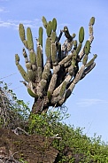 Candelabra Cactus - Galapagos Islands