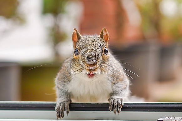 Grey Squirrel
