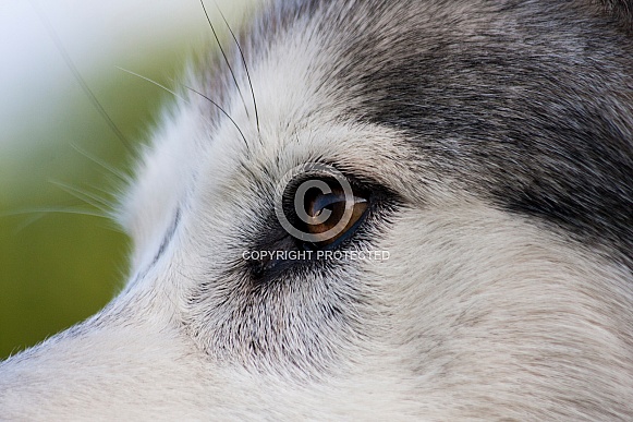 Northern Inuit Hybrid eye close up