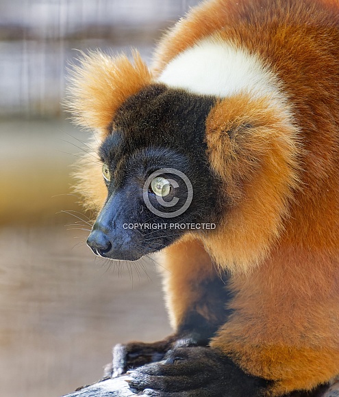 Lemur