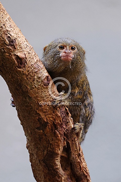 western pygmy marmoset (Cebuella pygmaea) western pygmy marmoset (Cebuella pygmaea)