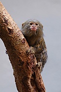 western pygmy marmoset (Cebuella pygmaea)