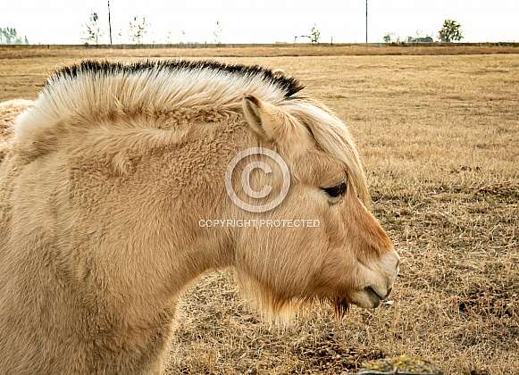 Fjord Horse