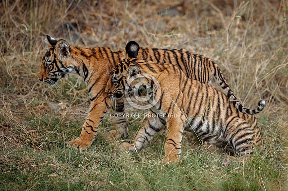 Beautiful tiger in the nature habitat. Tiger pose in amazing light. Wildlife scene with wild animal. Indian wildlife. Indian tiger. Panthera tigris tigris.