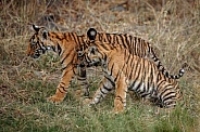 Beautiful tiger in the nature habitat. Tiger pose in amazing light. Wildlife scene with wild animal. Indian wildlife. Indian tiger. Panthera tigris tigris.