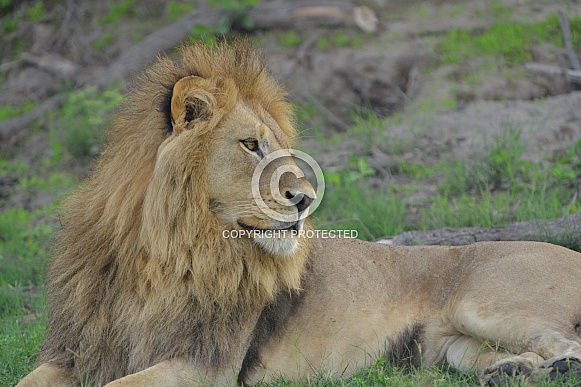 African Lion Portrait African Lion Portrait