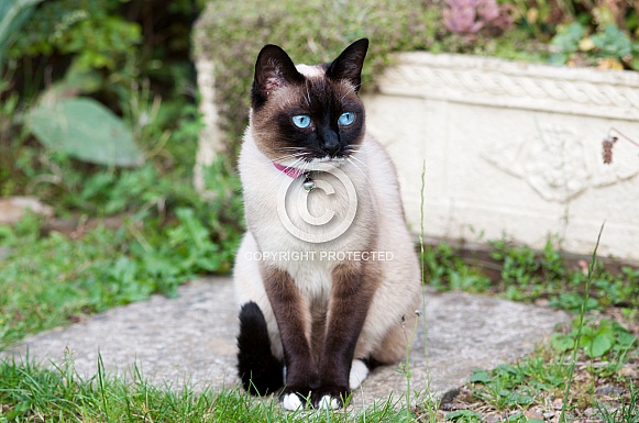 Snow shoe cat