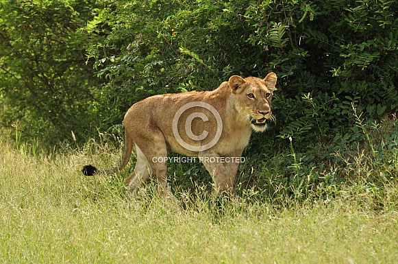 Lionesses