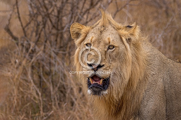 Young Male Lion