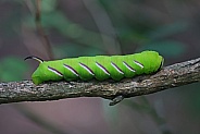 Privet Hawkmoth Caterpillar