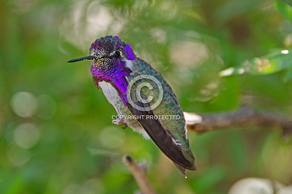 Costa's Hummingbird covered in Pollen (Male)