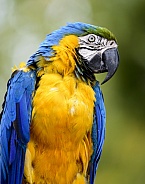 Blue and gold Macaw parrot up close