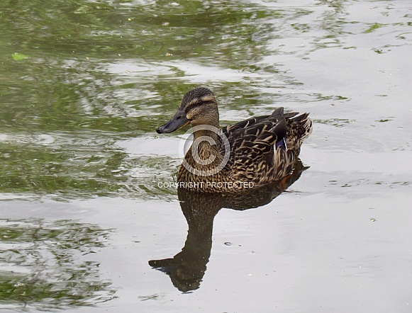 Mallard Duck