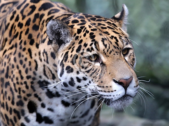 Jaguar (Panthera Onca) Jaguar (Panthera Onca)