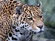Jaguar (Panthera Onca)