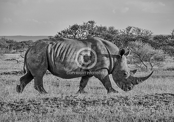 White Rhinoceros