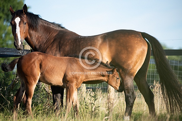 Bay Mare and filly Foal Bay Mare and filly Foal