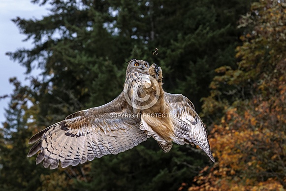 Eurasian Eagle Owl