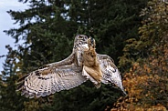 Eurasian Eagle Owl