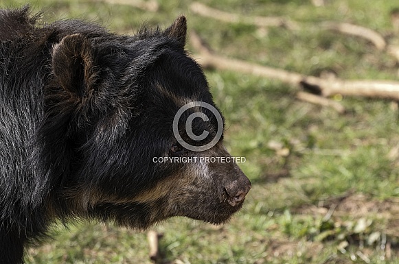 Andean Bear Side Profile