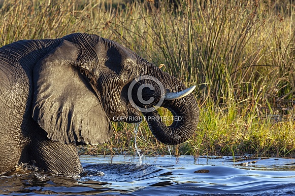 African elephant (Loxodonta africana) African elephant (Loxodonta africana)