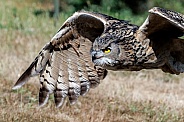 Eurasian Eagle Owl--Eurasian Eagle Owl Flight