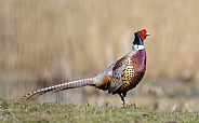 Male Pheasant