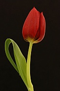 Red Tulip