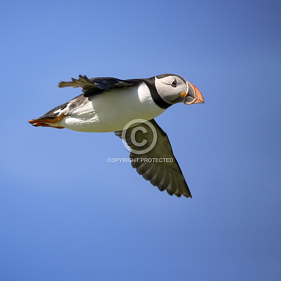 Atlantic Puffin