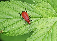 Red headed Cardinal Beetle