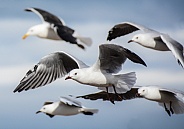 Cape Gulls in flight