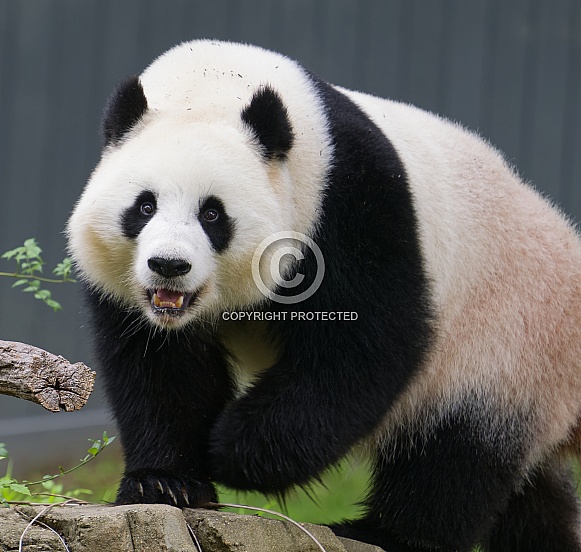 Giant Pandas