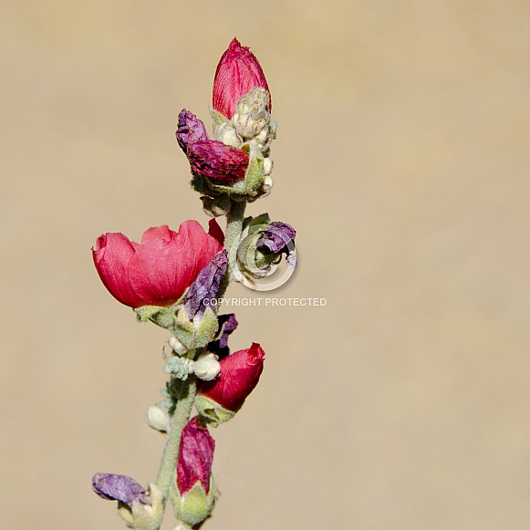 Globe Mallow