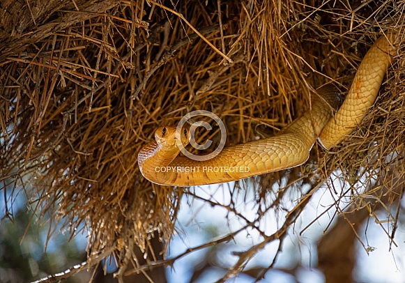 Cape Cobra Cape Cobra