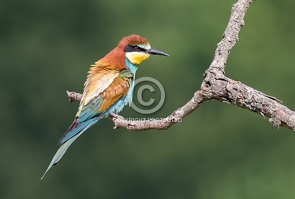 European Bee-eater