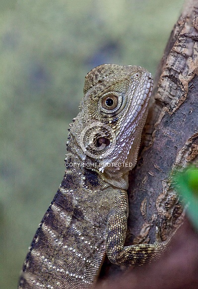 Chuckwalla Chuckwalla