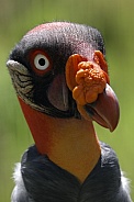 King Vulture