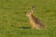 Hare