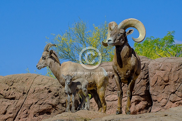 Bighorn Sheep Family - Ram, Ewe, and Lamb