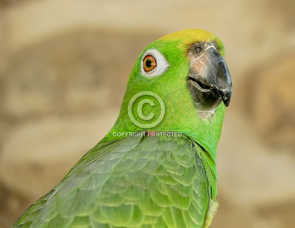 Yellow-crowned amazon