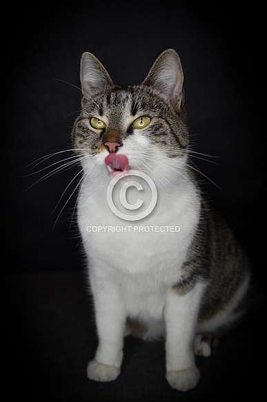 Mystery Cat Mystery Cat