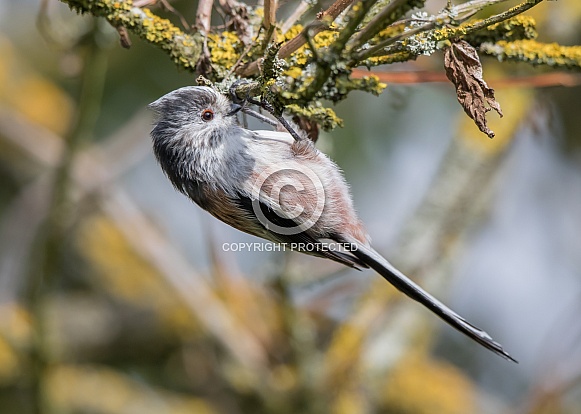 Long-tailed Tit